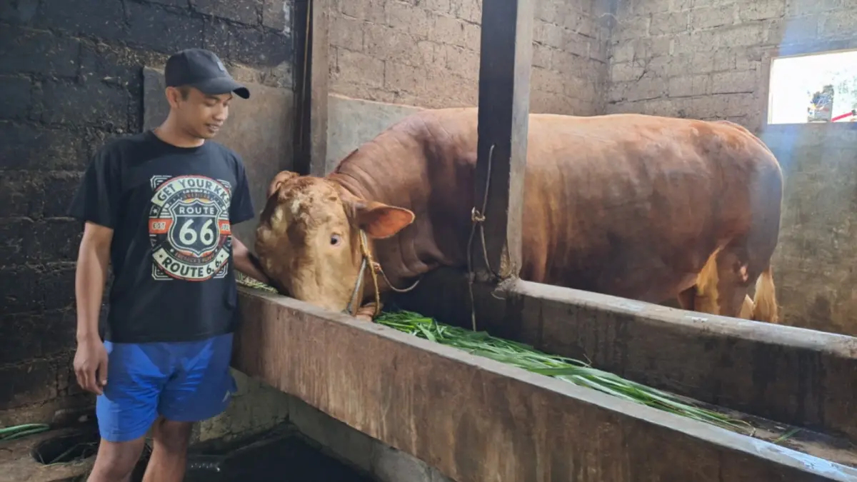 Ridho dan Rizal merawat Zipo, sapi limosin asal Genilangit yang terpilih menjadi hewan kurban bantuan Presiden RI. AJI PUTRA/JAWA POS RADAR MAGETAN