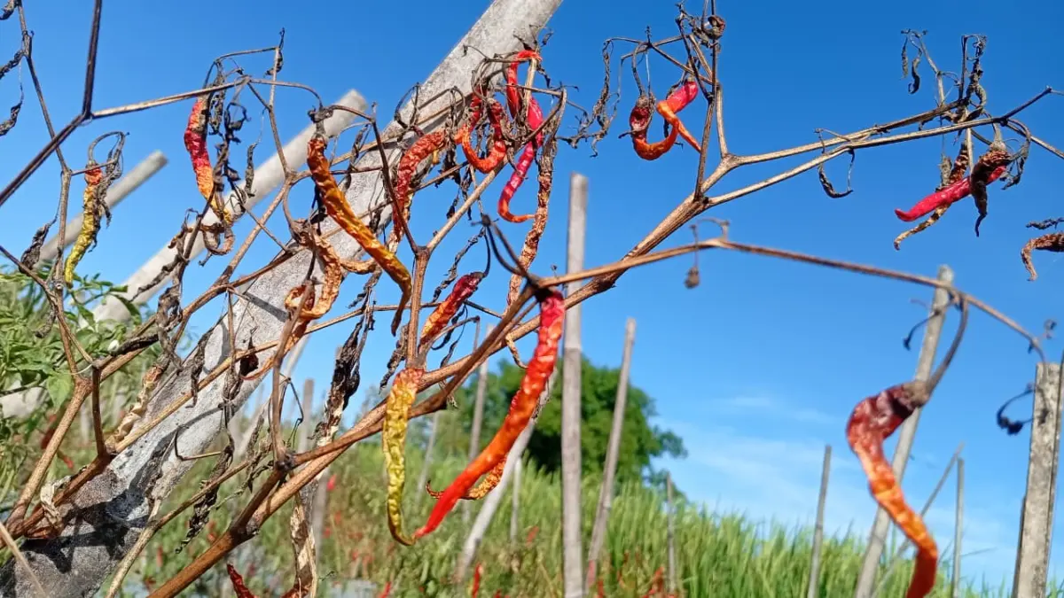 Petani di Desa Kebonsari, Kabupaten Madiun, mencabut dini tanaman cabai keriting yang mengering akibat serangan jamur fusarium. DIAN RAHAYU/JAWA POS RADAR MADIUN