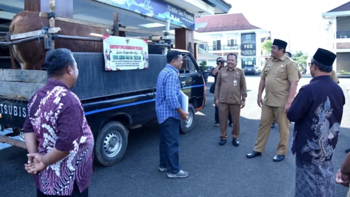 Peternak asal Tegalombo menunjukkan sapi jumbo miliknya yang dipilih menjadi hewan kurban Presiden Prabowo Subianto. NUR CAHYONO/JAWA POS RADAR PACITAN