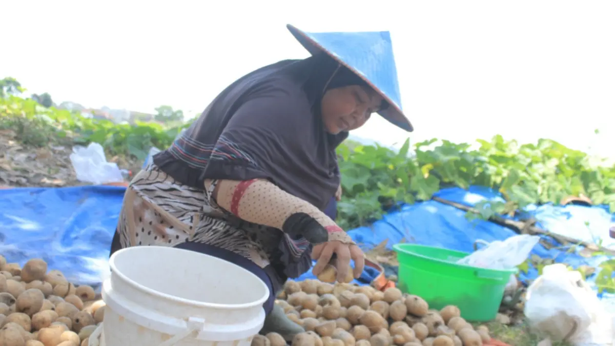 Kentang menjadi salah satu komoditas unggulan Magetan yang didorong untuk diolah menjadi produk bernilai tambah. AJI PUTRA/JAWA POS RADAR MAGETAN