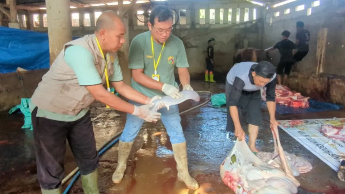 Petugas DKPP Kabupaten Madiun memeriksa organ dalam hewan kurban untuk memastikan daging aman dikonsumsi masyarakat. DIAN RAHAYU/JAWA POS RADAR MADIUN