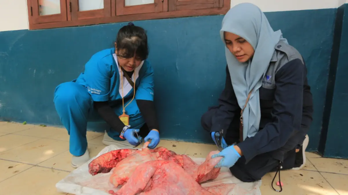 Petugas DKPP Kota Madiun memeriksa organ hewan kurban untuk memastikan daging aman dikonsumsi masyarakat saat Iduladha. BAGAS BIMANTARA/JAWA POS RADAR MADIUN