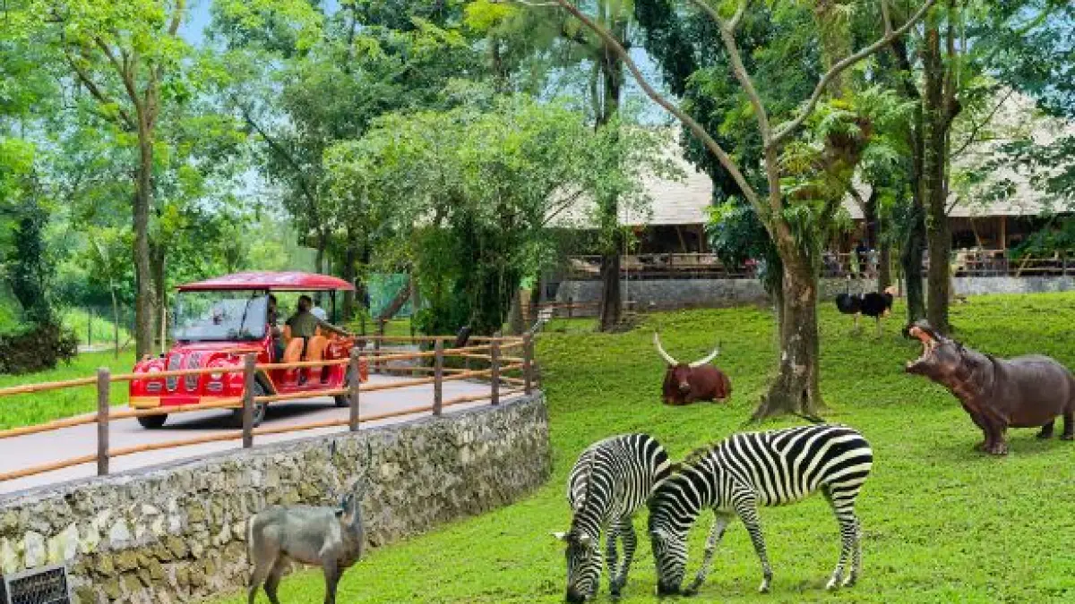 Solo Safari. 