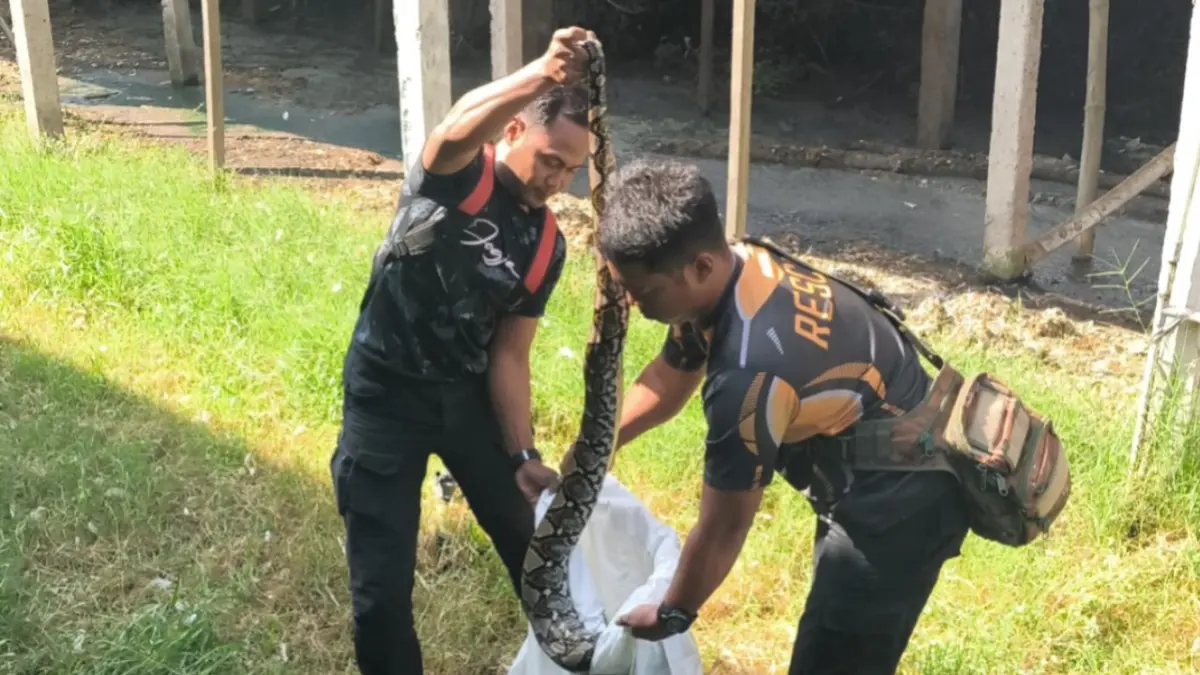 Petugas BPBD Magetan mengevakuasi ular piton sepanjang 2,5 meter yang memangsa ayam petelur milik warga Desa Sundul, Kecamatan Parang. AJI PUTRA/JAWA POS RADAR MAGETAN