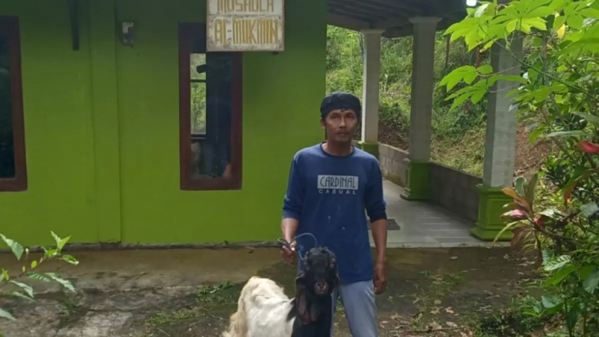 BRI Branch Office Pacitan menyalurkan puluhan hewan kurban ke berbagai pelosok desa guna berbagi kebahagiaan dengan masyarakat kurang mampu pada Iduladha 2026.