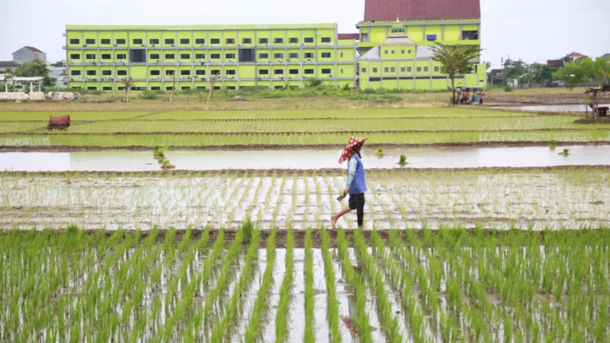 Petani mulai mengolah lahan pertanian di Kota Madiun. DKPP mengimbau percepatan masa tanam untuk mengantisipasi dampak musim kemarau dan potensi El Nino. DOK JAWA POS RADAR MADIUN