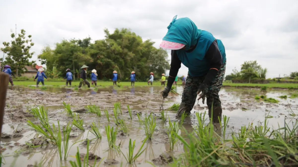 SIAGA KEMARAU: Petani mengolah lahan pertanian di Kota Madiun. BAGAS BIMANTARA/JAWA POS RADAR MADIUN