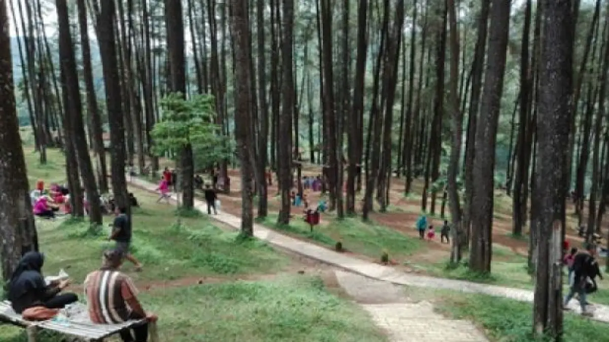 Hutan Pinus Nongko Ijo. (FOTO ANTARA)