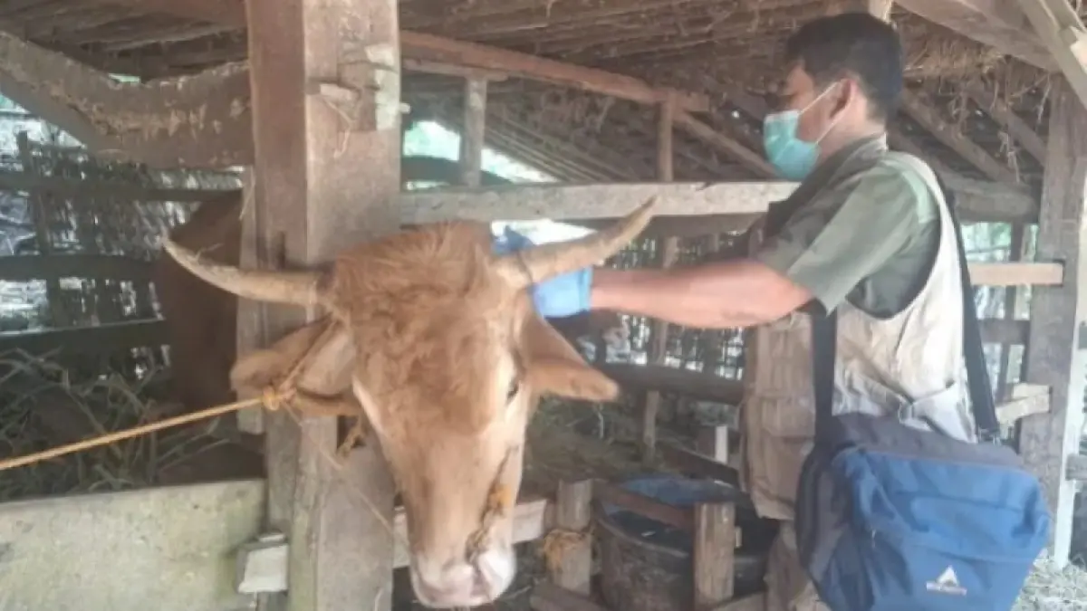 Petugas DKPP Pacitan melakukan pemeriksaan kasus kematian mendadak ternak di Desa Pelem, Kecamatan Pringkuku. FOTO: DKPP PACITAN