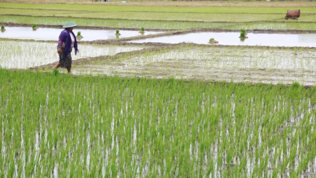 Petani di Kota Madiun mendapatkan perlindungan asuransi usaha tani untuk mengantisipasi risiko gagal panen akibat kekeringan, banjir, maupun serangan organisme pengganggu tanaman (OPT). BAGAS BIMANTARA/RADAR MADIUN