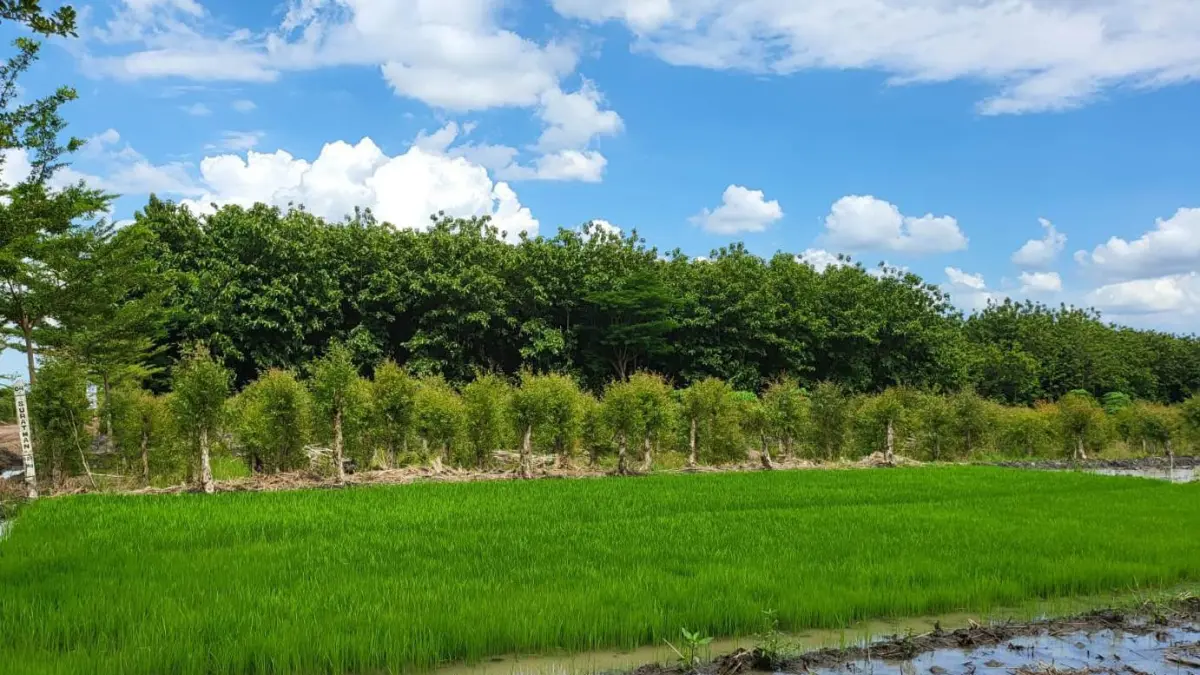 Perhutani KPH Ngawi menerapkan Program Multi Usaha Kehutanan (MUK) untuk mengatasi konflik lahan sekaligus meningkatkan kesejahteraan petani desa hutan.