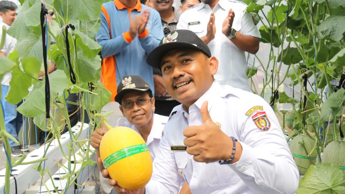 PETIK MELON: Bupati Ngawi Ony Anwar Harsono didampingi Kepala Desa Pelang Kidul Sudarno saat memetik melon di green house milik BUMDes Mekarsari, Desa Pelang Kidul, Kecamatan Kedunggalar, beberapa waktu lalu. (ARIF WIDIANTO PEMKAB NGAWI)