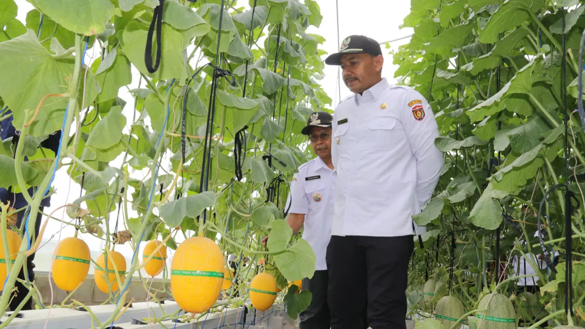 TINJAUAN: Bupati Ngawi Ony Anwar Harsono didampingi Kepala Desa Pelang Kidul, Sudarno meninjau langsung wisata petik melon.&nbsp;(ARIF WIDIANTO PEMKAB NGAWI)