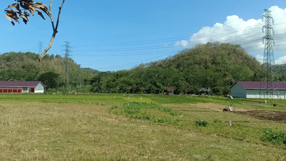 Bangunan Koperasi Desa Merah Putih di Desa Ponggok dan Desa Sambong, Kecamatan Pacitan, yang berdiri dengan jarak sekitar 100–200 meter. NUR CAHYONO/RADAR PACITAN