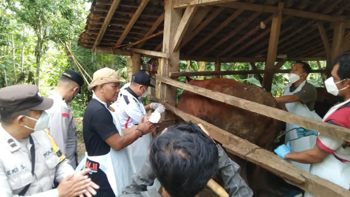 Petugas kesehatan hewan melakukan vaksinasi ternak dalam upaya mencegah penyebaran antraks setelah delapan ternak di Desa Pelem, Kecamatan Pringkuku, Pacitan, dinyatakan positif berdasarkan hasil uji laboratorium. DOK RADAR PACITAN