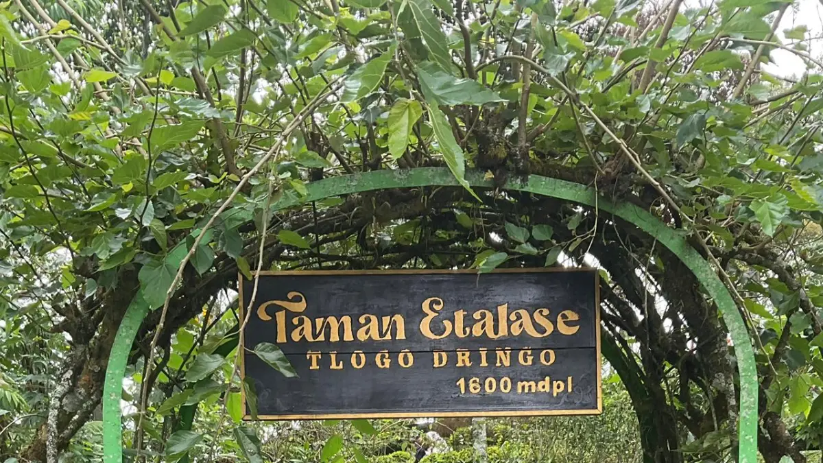 Kebun Aromatic Tlogo Dirgo 1600 mdpl (Auliya Ruliani)