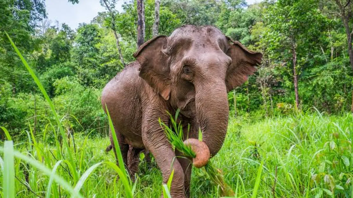 Gajah Asia (fauna-flora.org)