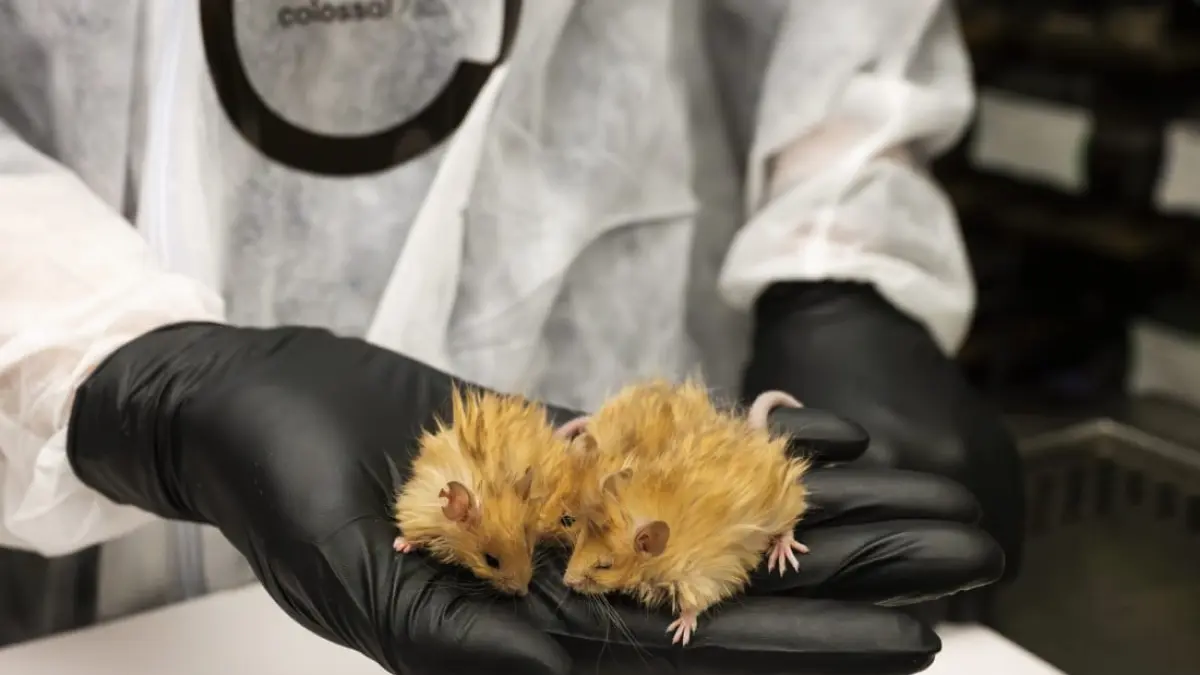 Hasil Eksperimen Tikus Berbulu (npr.org)