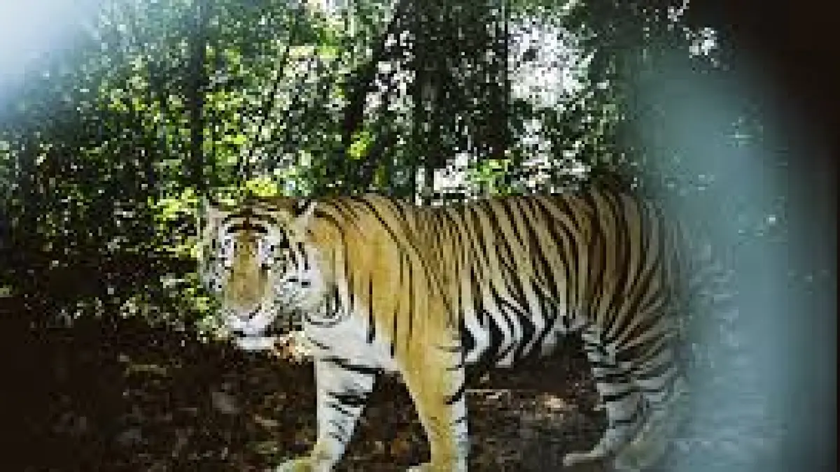 Harimau (Fauna & Fauna Saving Nature Together)