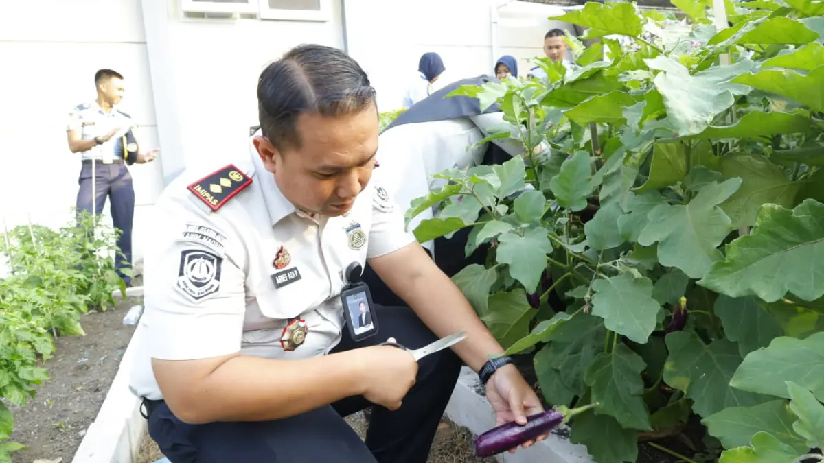 Kepala Kantor Imigrasi Madiun, Arief Adi Prayogo, memanen terong dari kebun sayur di kantornya.