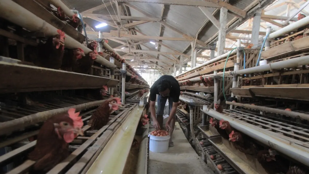 Peternak ayam petelur di Magetan mengeluhkan harga telur yang anjlok hingga Rp 19 ribu per kilogram. AJI PUTRA/RADAR MAGETAN