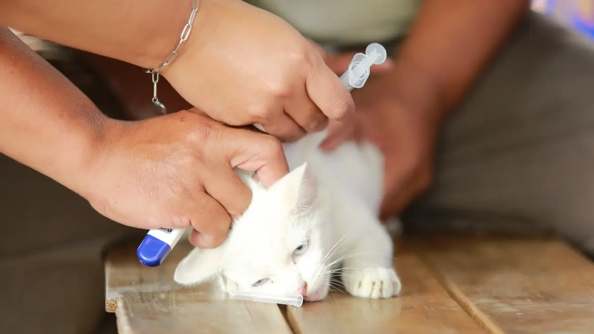 Petugas DKPP Kota Madiun memberikan vaksin rabies kepada hewan penular rabies (HPR) di kawasan Taman Bantaran, Selasa (23/6). BAGAS BIMANTARA/RADAR MADIUN