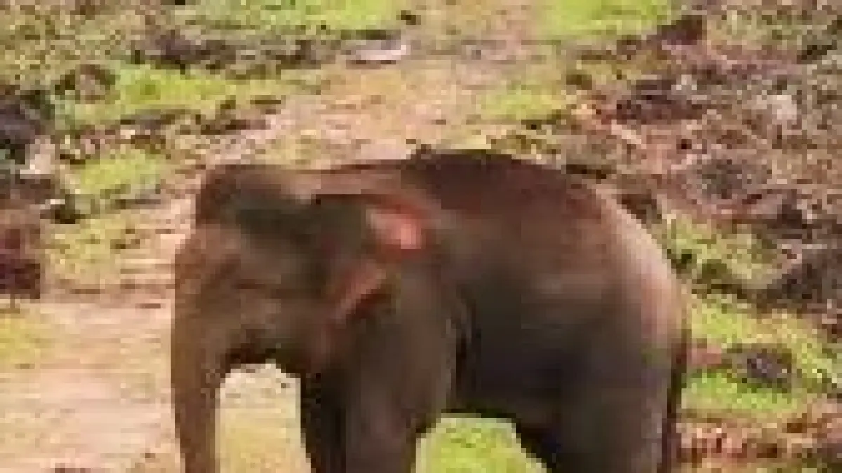 Gajah Kerdil Asia (BBC)