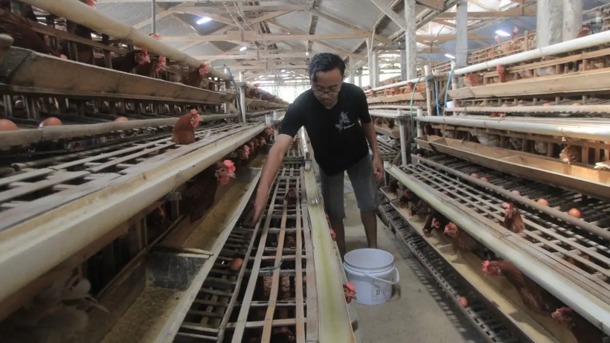 Peternak ayam petelur di Magetan mengeluhkan harga telur yang terus merosot di tengah kenaikan harga pakan. AJI PUTRA/RADAR MAGETAN