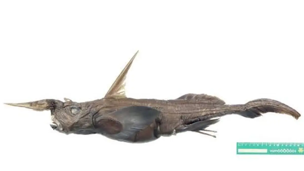 Rhinochimaera costaricana (shark-referenves.com)