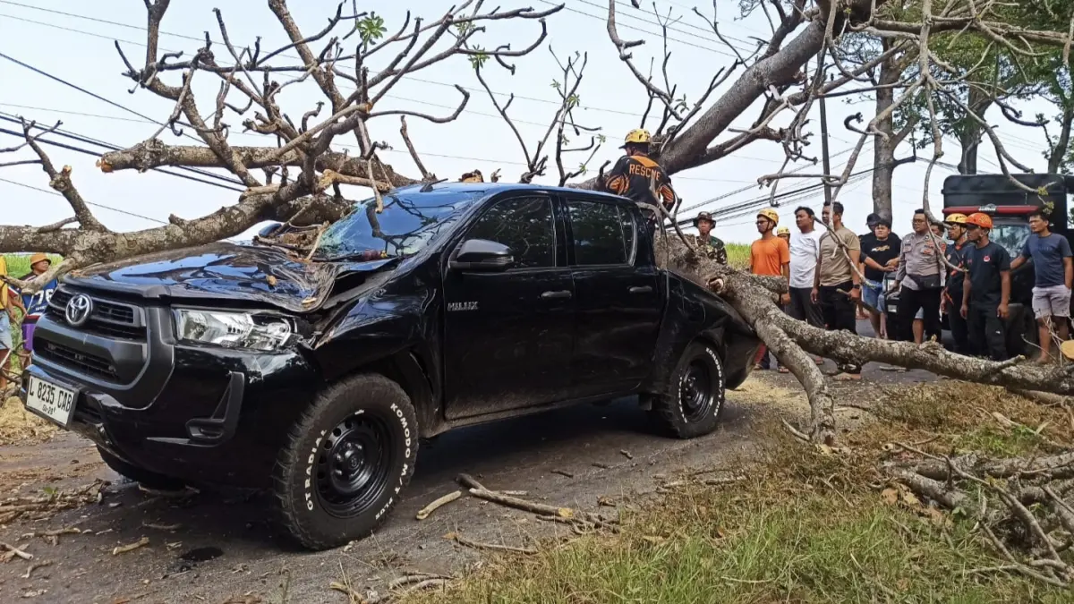 Petugas BPBD bersama TNI, Polri, relawan, dan warga mengevakuasi pohon kepuh berukuran besar yang tumbang dan menutup Jalan Raya Belotan, Kecamatan Bendo, Magetan, Sabtu (27/6). FOTO: BPBD MAGETAN