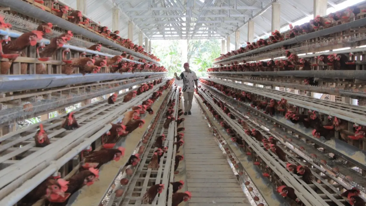 Peternak ayam petelur berharap empat kesepakatan yang lahir usai aksi di DPRD Jawa Timur mampu mengerek harga telur dan memberikan kepastian usaha bagi peternak rakyat. AJI PUTRA/RADAR MAGETAN