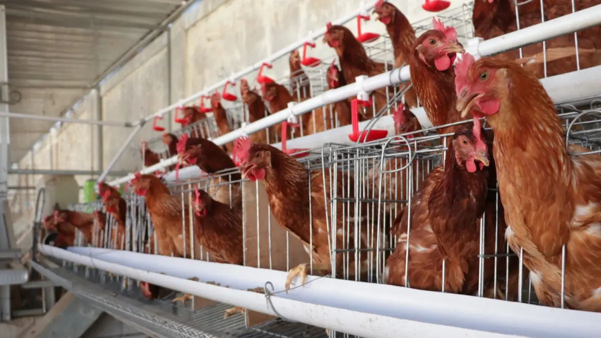 Peternak ayam petelur di Ponorogo terpaksa menjual telur seharga Rp18 ribu per kilogram, jauh di bawah Harga Acuan Pembelian pemerintah akibat melemahnya permintaan pasar. SUGENG DWI N/RADAR PONOROGO