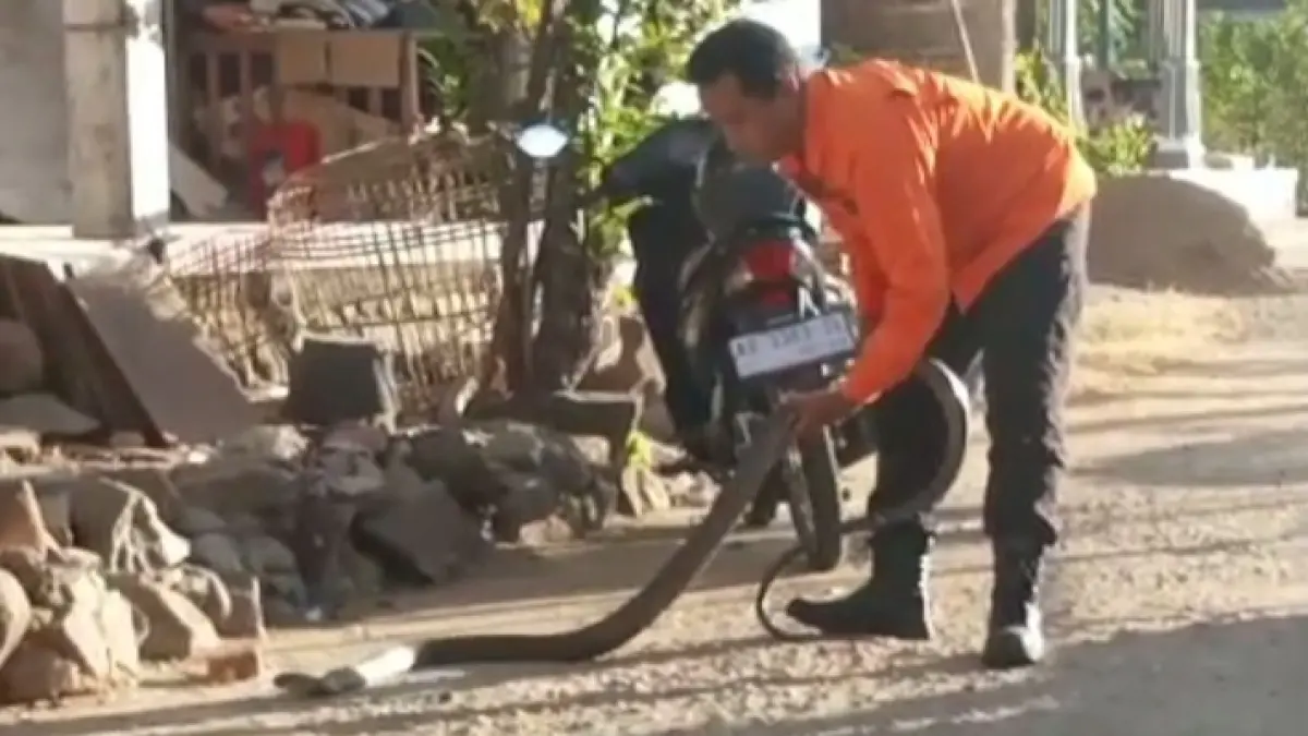 Tim Animal Rescue Pacitan mengevakuasi seekor king kobra sepanjang sekitar 3,5 meter yang masuk ke rumah warga di Desa Sukoharjo, Kecamatan Pacitan. FOTO: ISTIMEWA