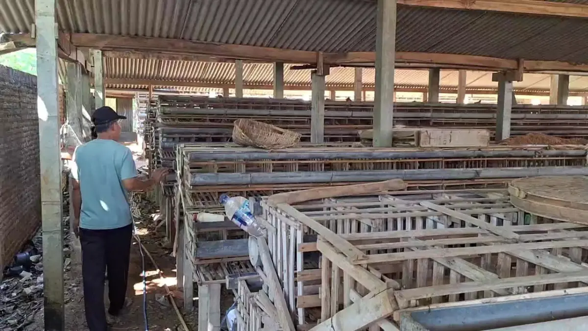 BERHENTI PRODUKSI: Salah satu kandang ayam petelur di Desa Ploso, Kecamatan Kendal, Ngawi, dikosongkan setelah harga pakan naik tajam sementara harga telur terus turun. ASEP SYAEFUL/RADAR NGAWI