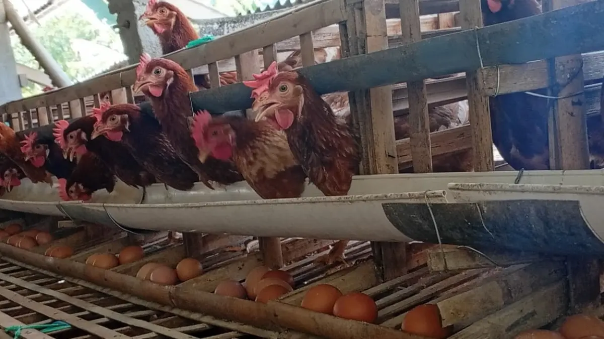 Peternak ayam petelur di Desa Candimulyo, Kecamatan Dolopo, Kabupaten Madiun, menunjukkan hasil produksi telur. DIAN RAHAYU/RADAR MADIUN