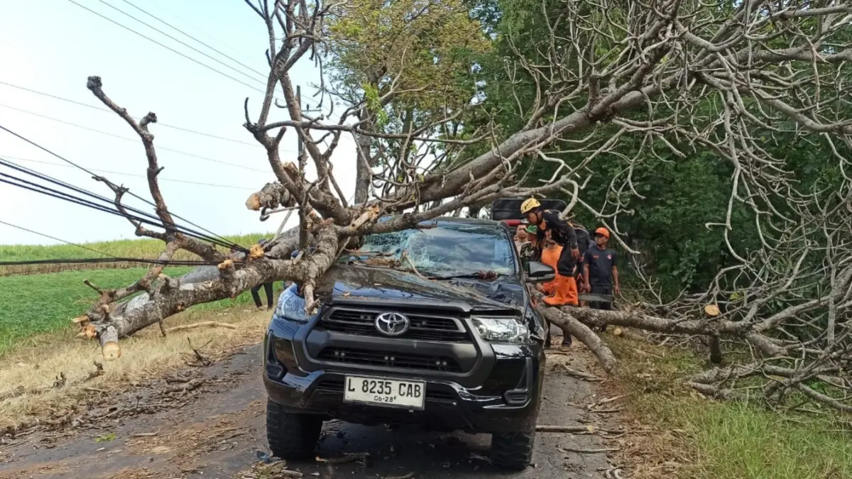 Sebuah mobil mengalami kerusakan setelah tertimpa pohon tumbang di Magetan pada Juni lalu. DOK RADAR MAGETAN