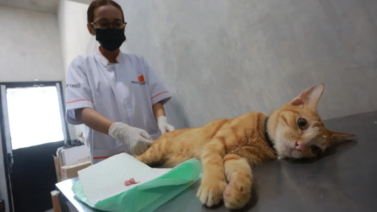 Seekor kucing menjalani pemeriksaan kesehatan sebelum mengikuti program kastrasi gratis yang digelar DKPP Kota Madiun. BAGAS BIMANTARA/RADAR MADIUN