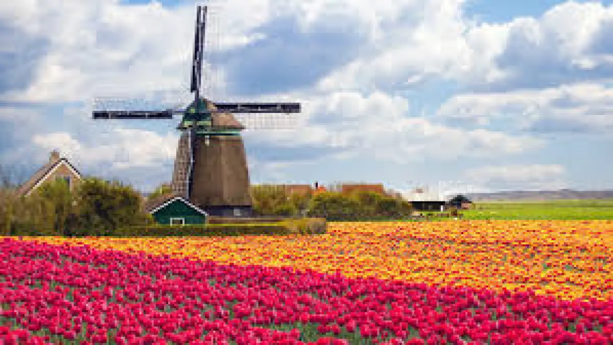 Ladang tulip di Belanda (BBC)