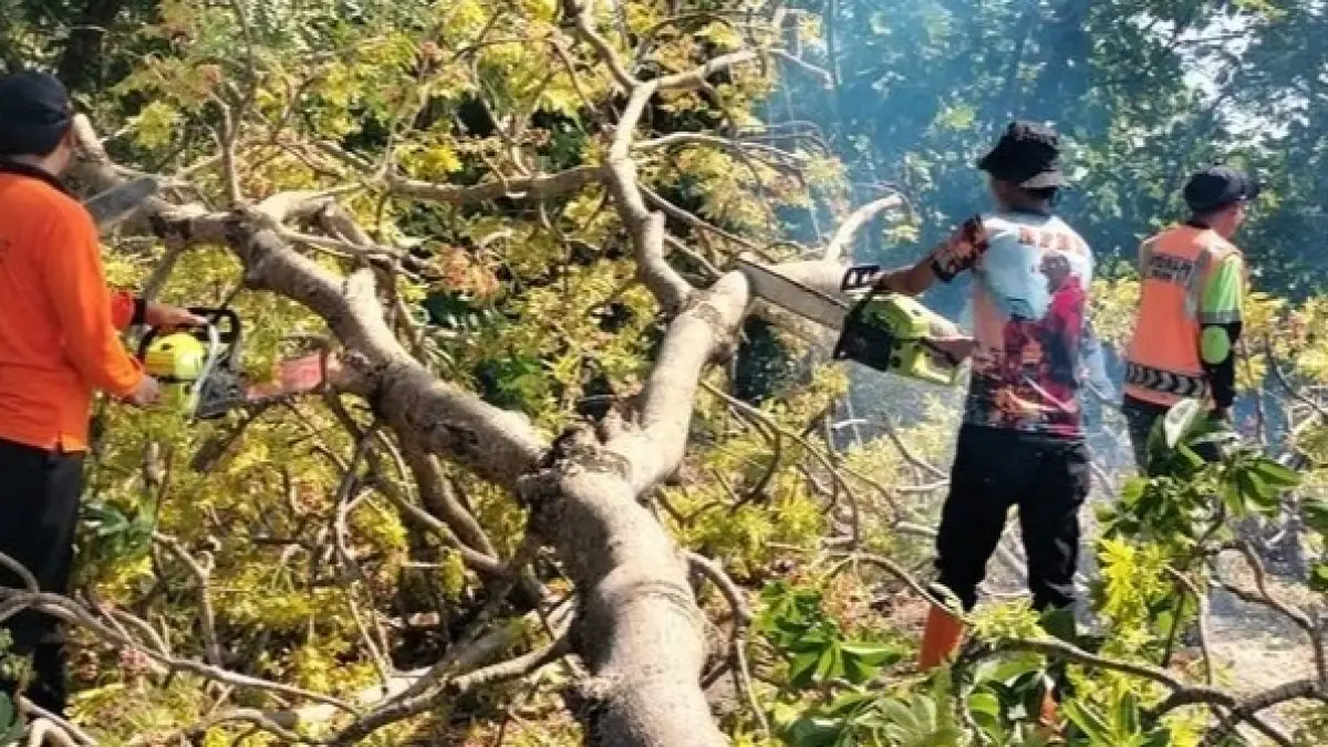 PENCEGAHAN: Personel BPBD Magetan bersama aparat gabungan memangkas pohon-pohon yang berpotensi tumbang di ruas Bendo–Kawedanan. AJI PUTRA/RADAR MAGETAN