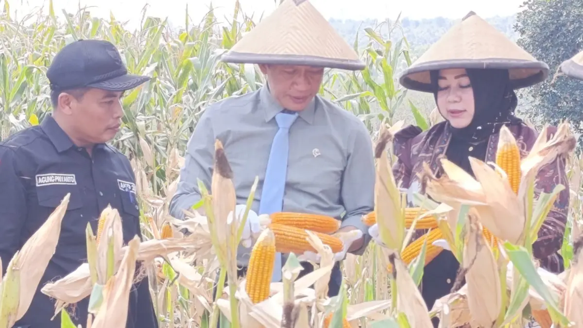 Wakil Menteri Koordinator Bidang Pangan Hanif Faisol Nurofiq bersama Plt Bupati Ponorogo Lisdyarita memanen jagung di Kelurahan Ronosentanan, Kecamatan Siman. SUGENG DWI N/RADAR PONOROGO