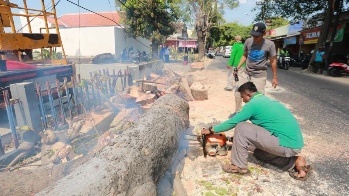 ANTISIPASI: Petugas Disperkim Kota Madiun memangkas pohon di Jalan Kemiri sebagai upaya mengurangi risiko pohon tumbang dan menjaga keselamatan pengguna jalan selama musim kemarau. BAGAS BIMANTARA/RADAR MADIUN
