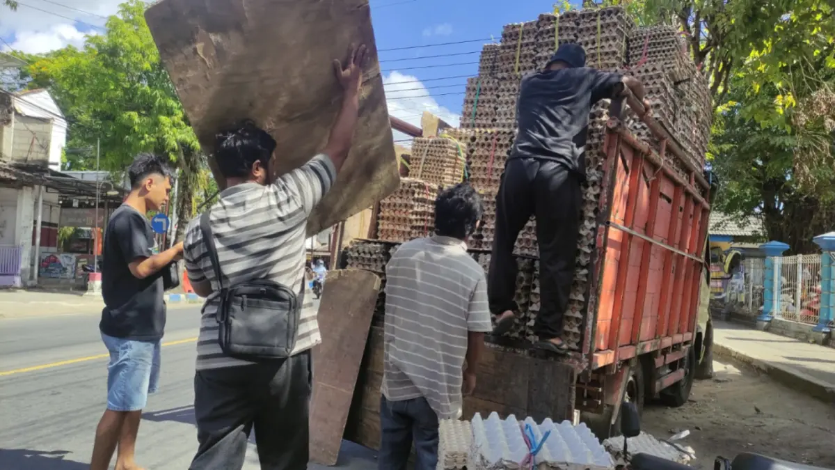Harga telur ayam di tingkat peternak Pacitan turun drastis. Pemkab mendorong penyerapan produksi lokal melalui program Makan Bergizi Gratis (MBG). FOTO: DOK/RADAR PACITAN.