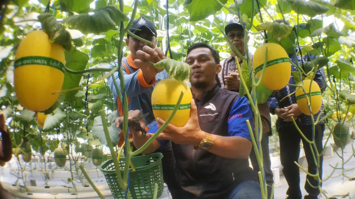PETIK MELON: Kepala DPMD Ngawi Budi Santoso didampingi Kades Pelang Kidul Sudarno saat memetik melon jenis Sweet Lavender di greenhouse Mekarsari Desa Pelang Kidul. (SATRIO JATI/RADAR MADIUN)