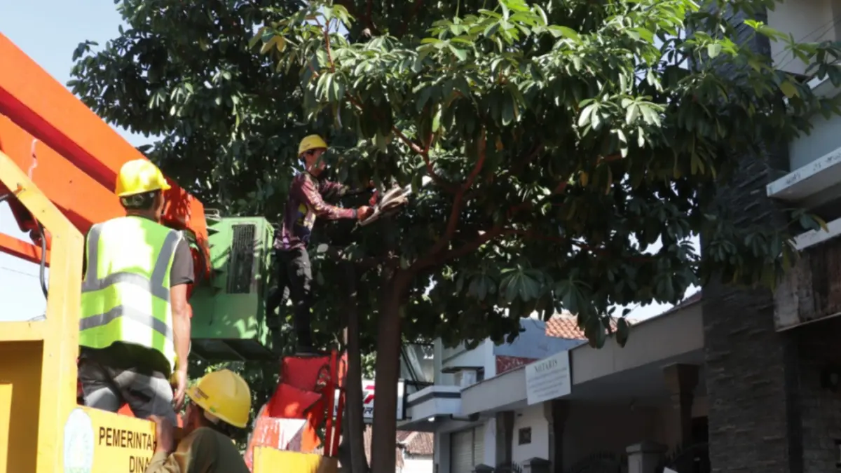 DIRAPIKAN: Petugas DLH Ponorogo memangkas dahan pohon pule di Jalan Urip Sumoharjo untuk menjaga fungsi pohon sebagai peneduh sekaligus mencegah ranting mengganggu bangunan di sekitarnya. SUGENG DWI N/RADAR PONOROGO