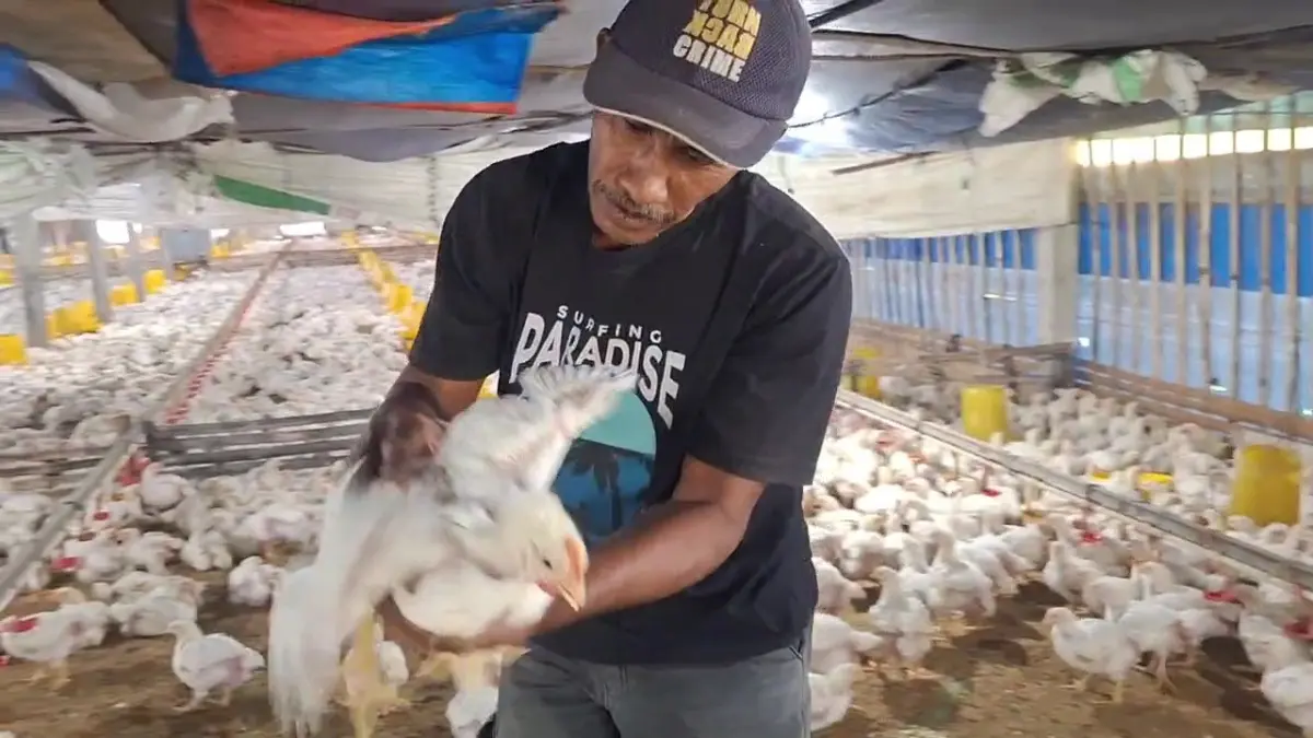 Aktivitas peternakan ayam pedaging di Desa Gelung, Kecamatan Paron. Foto: Asep Syaeful Bachri/Jawa Pos Radar Ngawi.