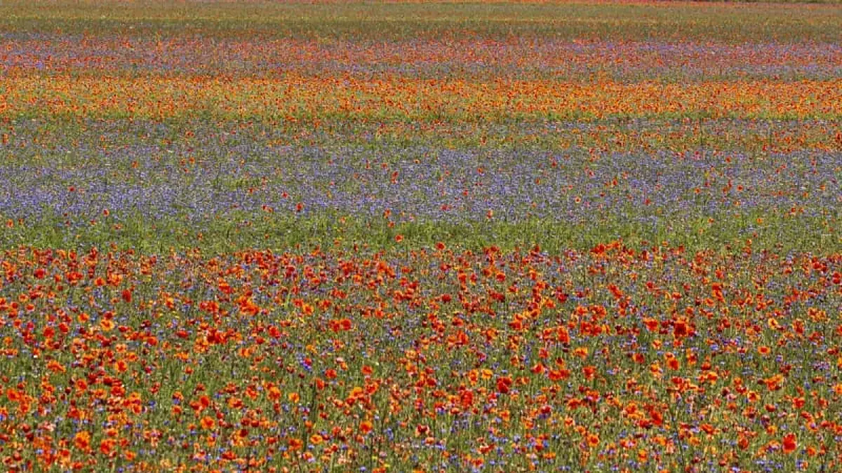 Castelluccio di Norcia (BBC)