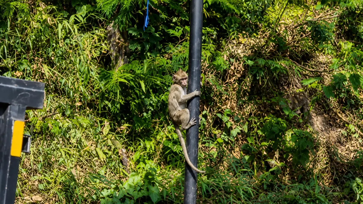 TURUN GUNUNG: Kawanan monyet liar bermigrasi ke kawasan permukiman dan pasar di sekitar Telaga Ngebel akibat menipisnya pakan alami di hutan selama musim kemarau. (Foto: Dokumen Jawa Pos Radar Ponorogo)