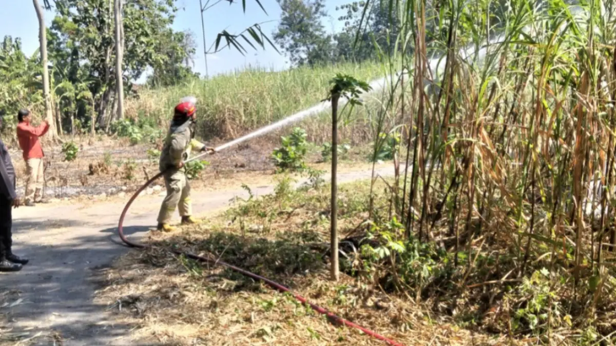 Petugas Damkar Magetan memadamkan api yang membakar lahan tebu akibat pembakaran sampah yang merembet saat musim kemarau. FOTO: ISTIMEWA