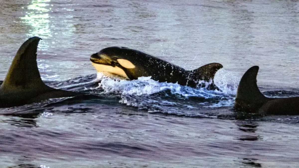 Orcas swim near whale watching boats in January 2024 off the coast of Huntington Beach, California. (CNN)