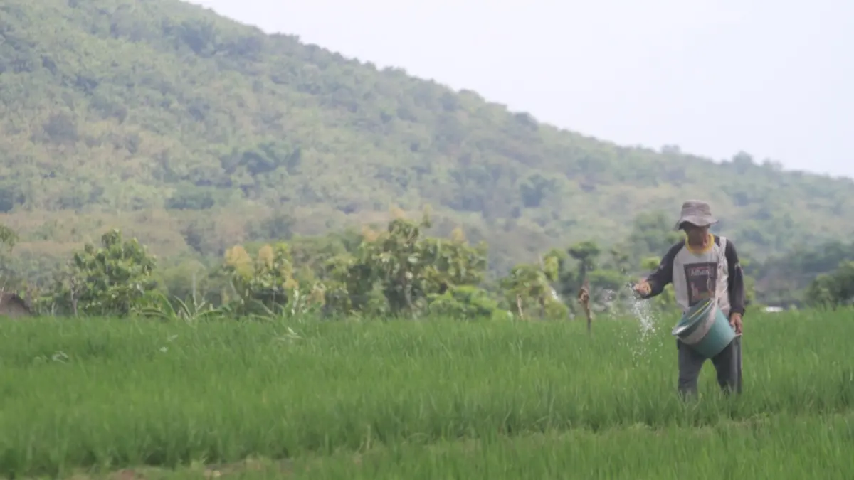 DUKUNG PRODUKSI: Petani menebarkan pupuk di lahan persawahan. AJI PUTRA/RADAR MAGETAN
